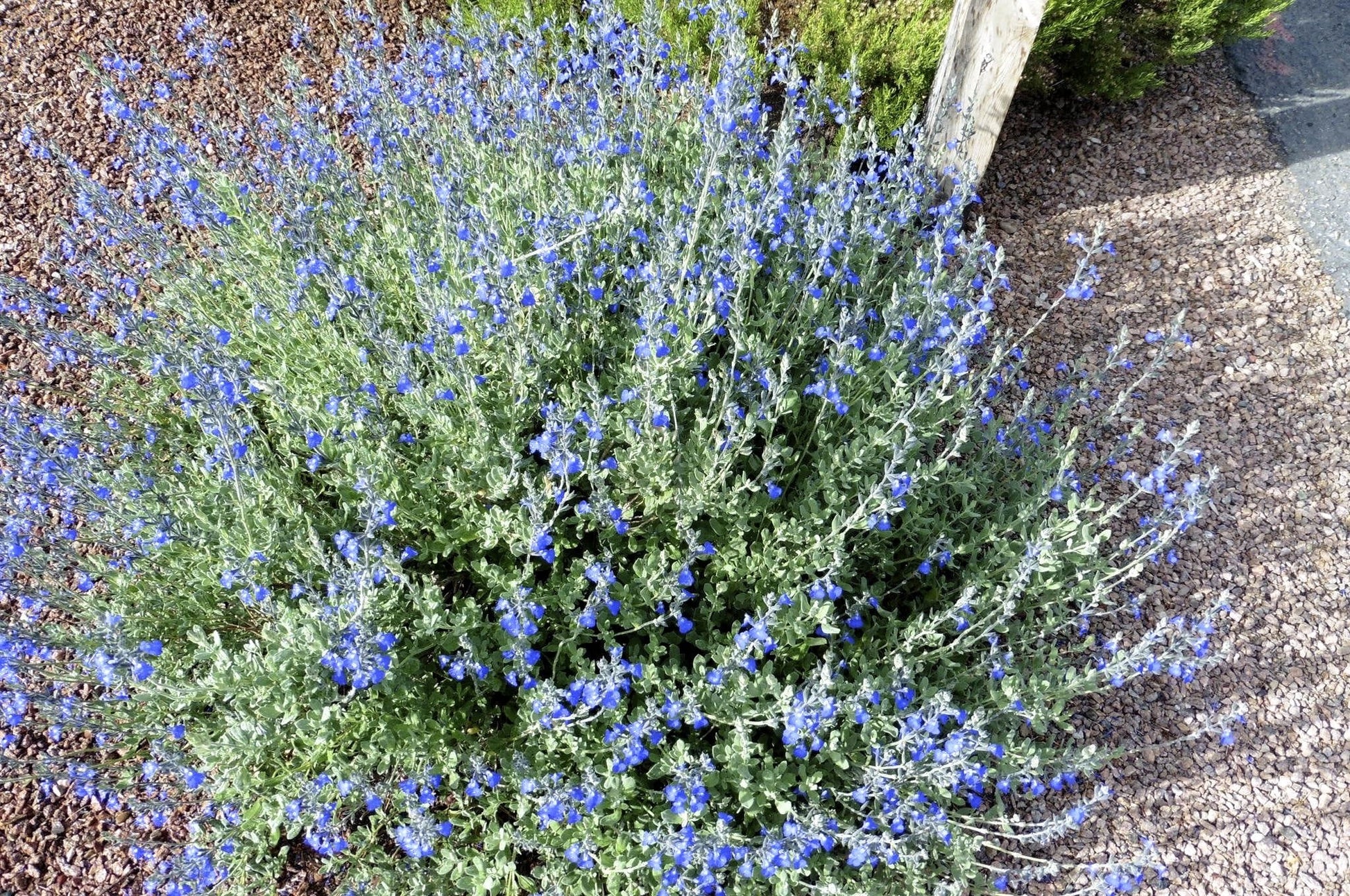 Salvia chamaedryoides 'Marine blue'