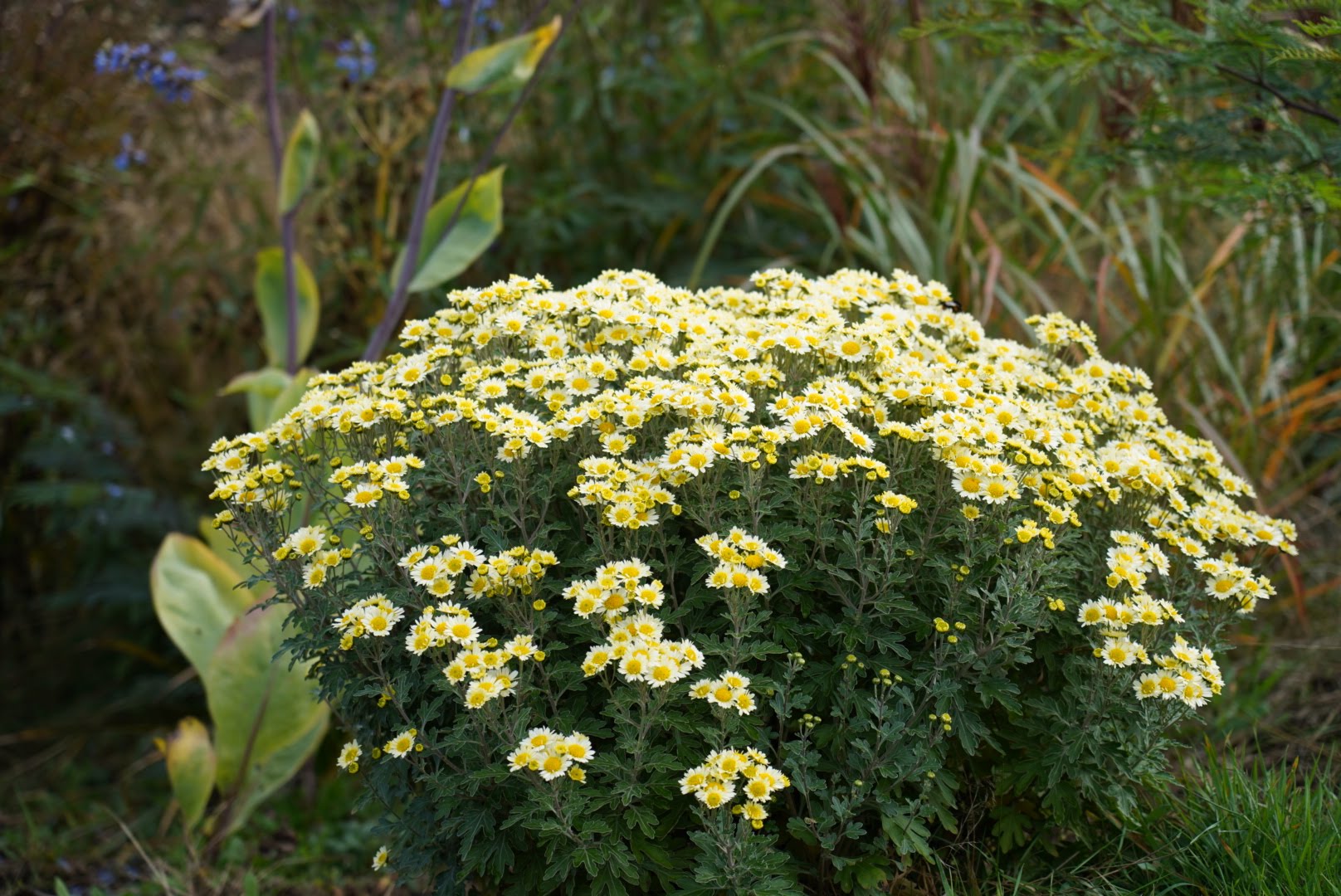 Chrysanthemum 'Snow Dome'