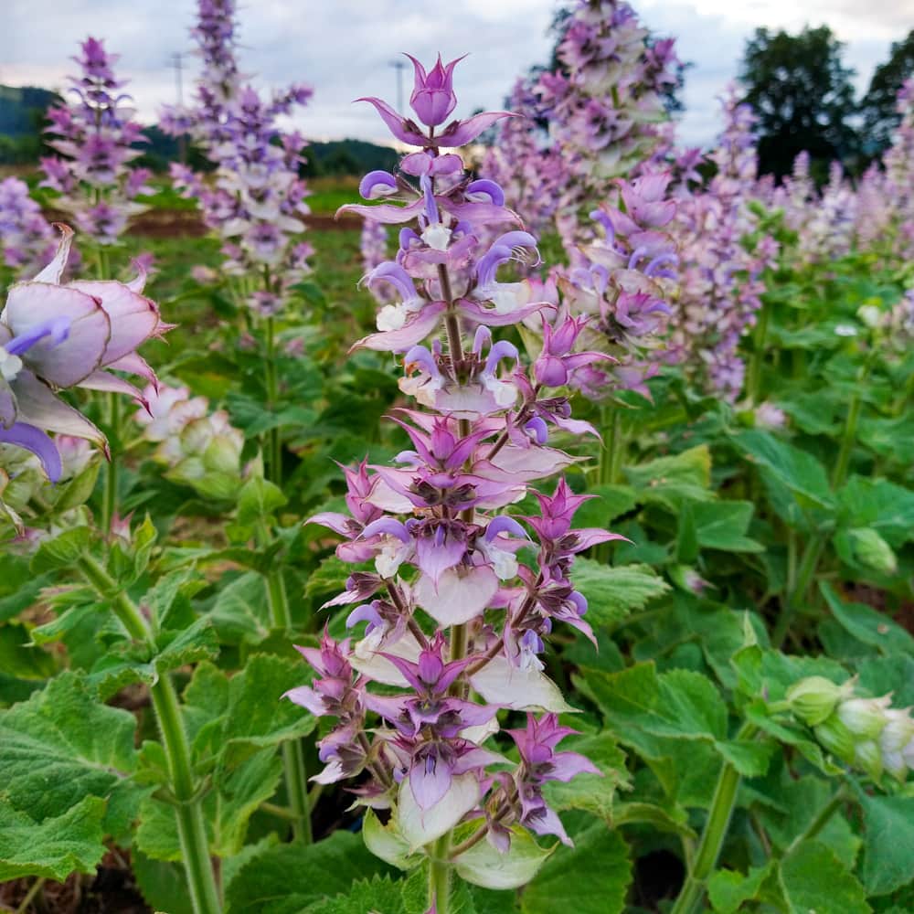 Salvia sclarea