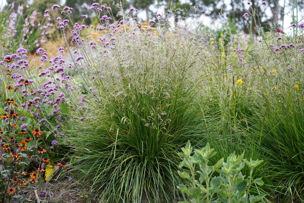 Deschampsia cespitosa