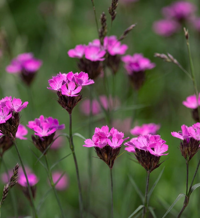 Dianthus carthusianorum