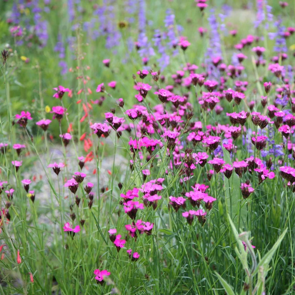 Dianthus carthusianorum