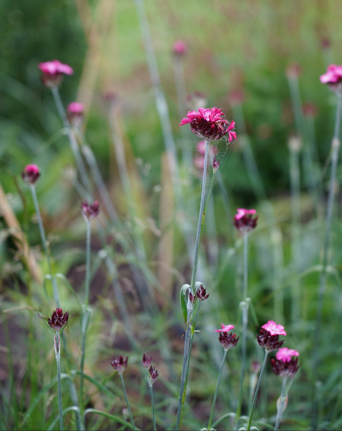 Dianthus carthusianorum
