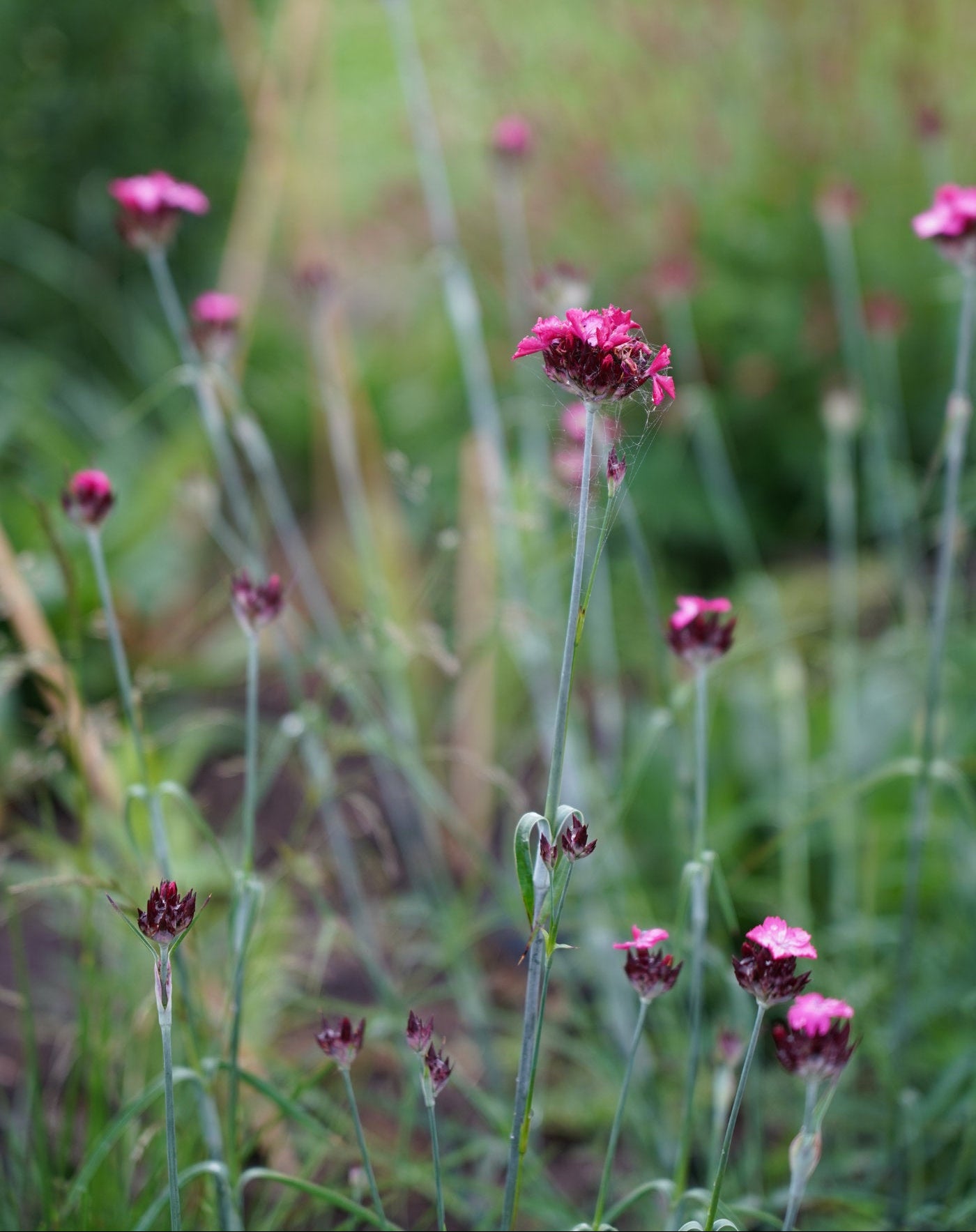 Dianthus carthusianorum