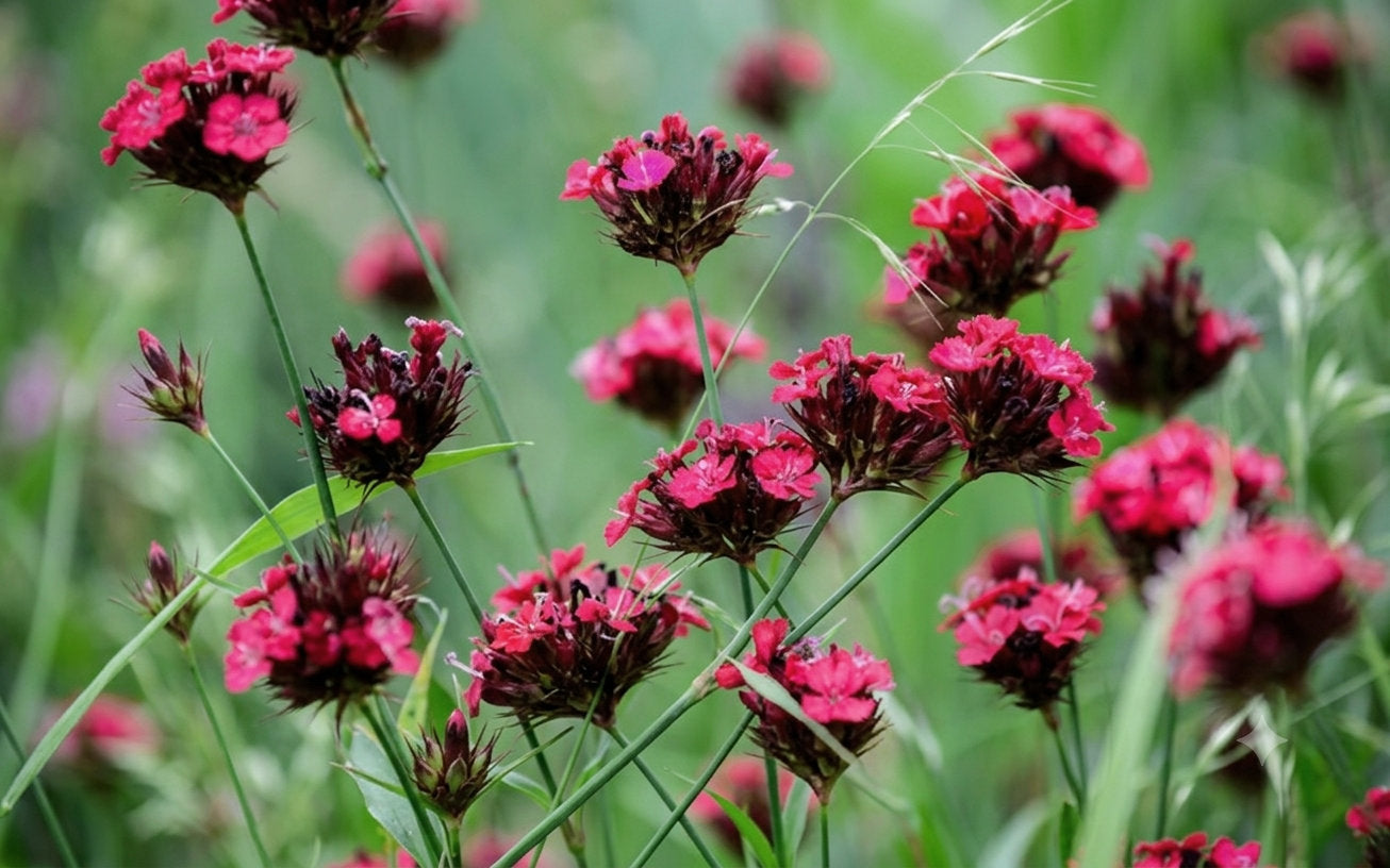 Dianthus cruentus