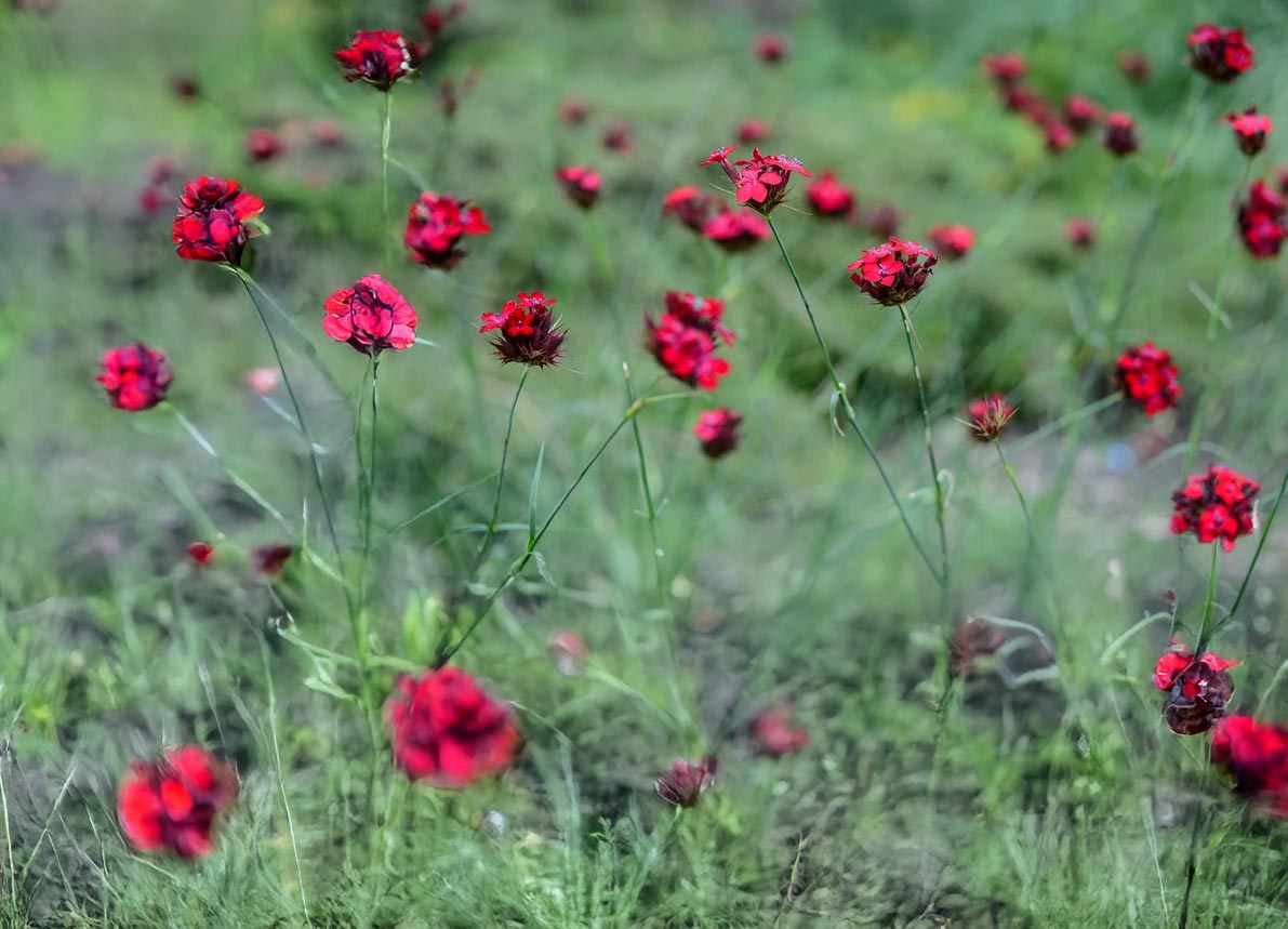 Dianthus cruentus