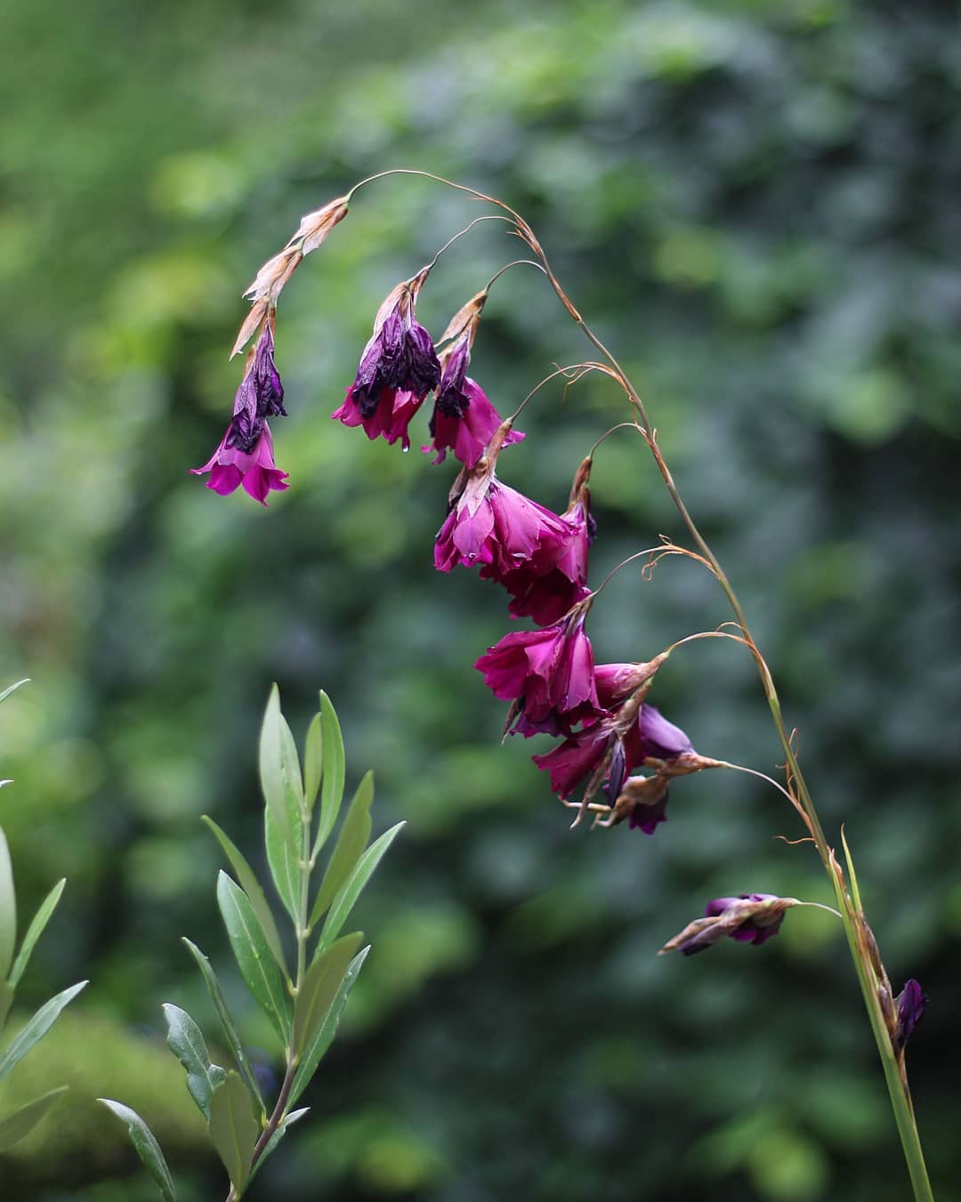 Dierama pulcherrimum 'Blackbird'
