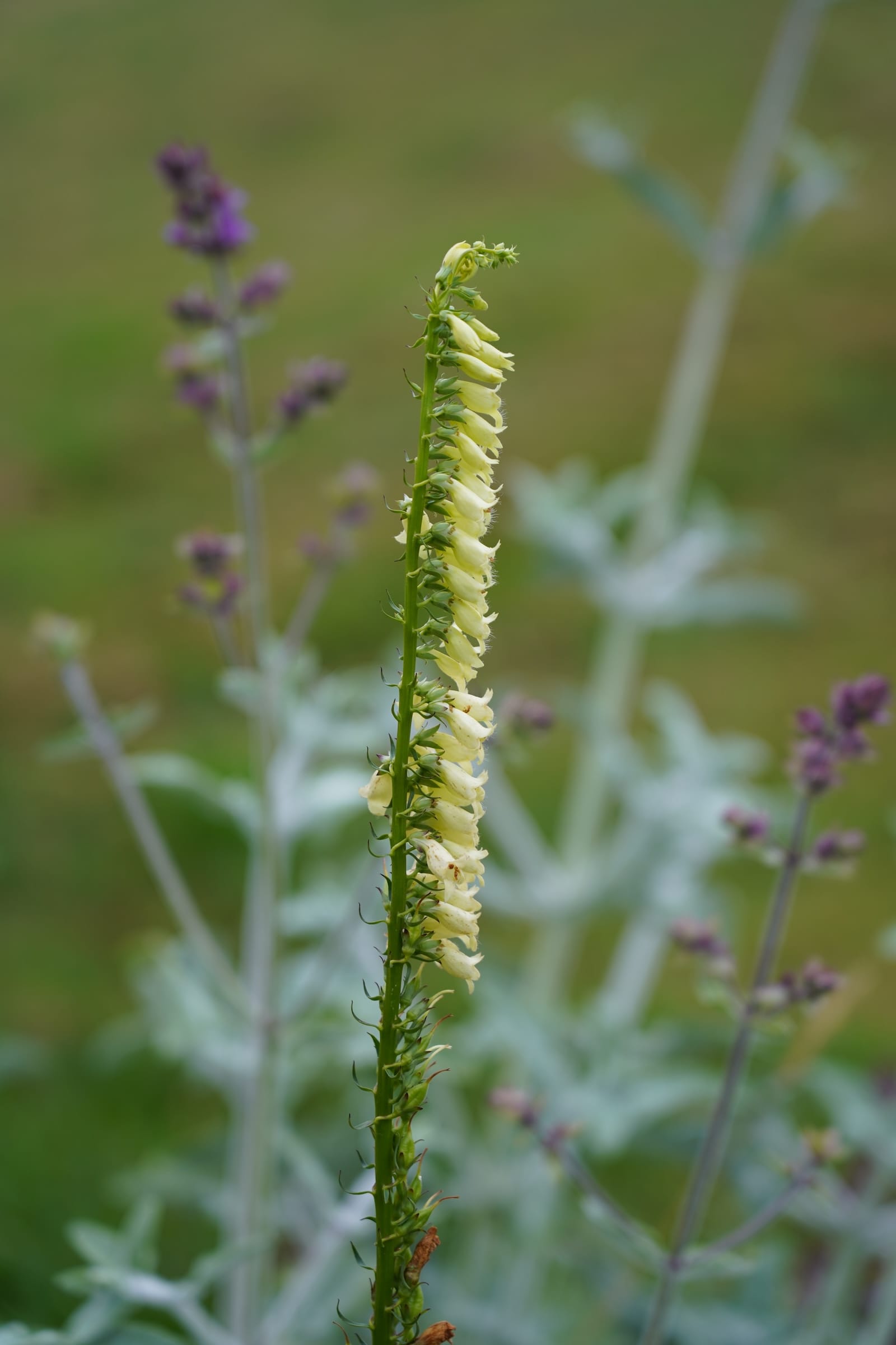 Digitalis lutea - straw foxglove