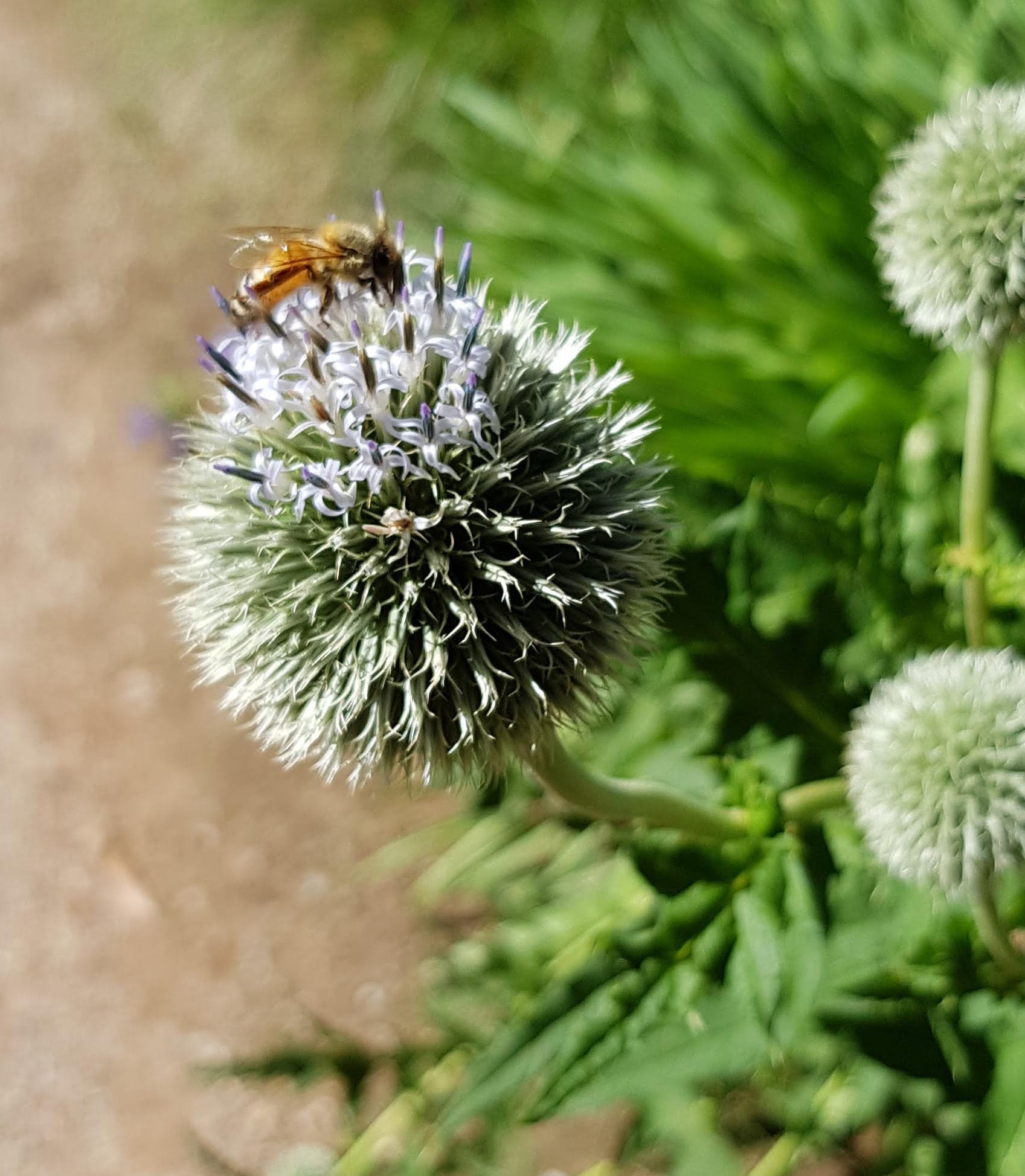 Echinops 'Arctic Glow'