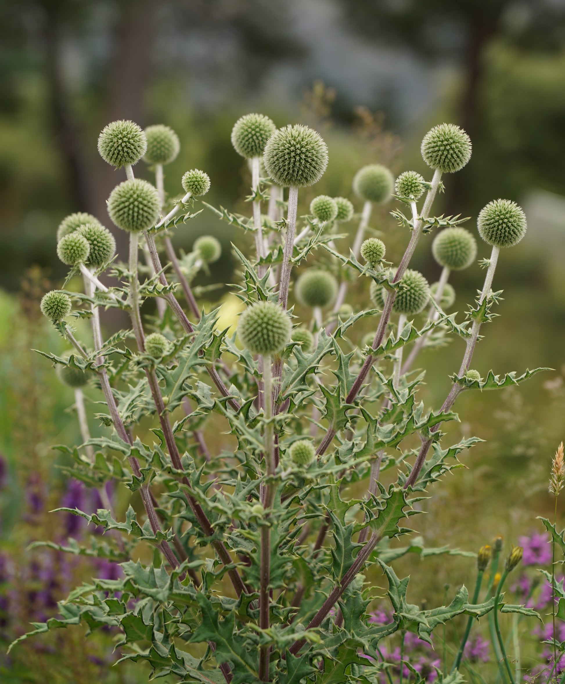 Echinops 'Arctic Glow'