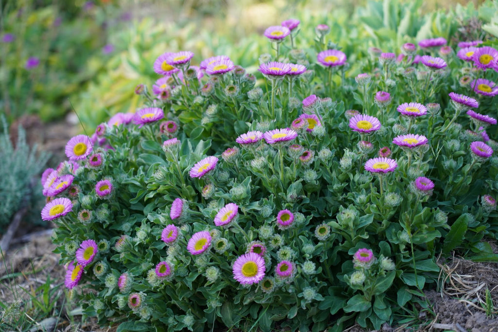 Erigeron glaucus ‘Seabreeze’