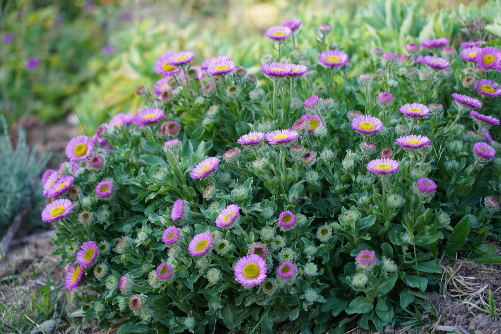Erigeron glaucus ‘Seabreeze’
