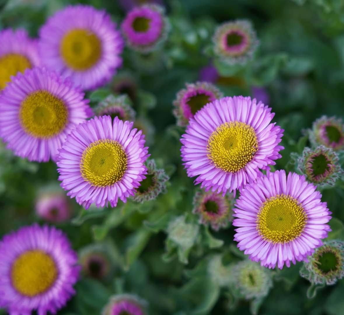 Erigeron glaucus ‘Seabreeze’