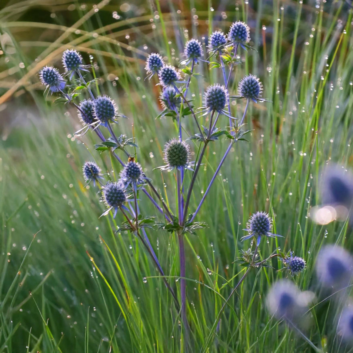 Eryngium planum Deep Blue