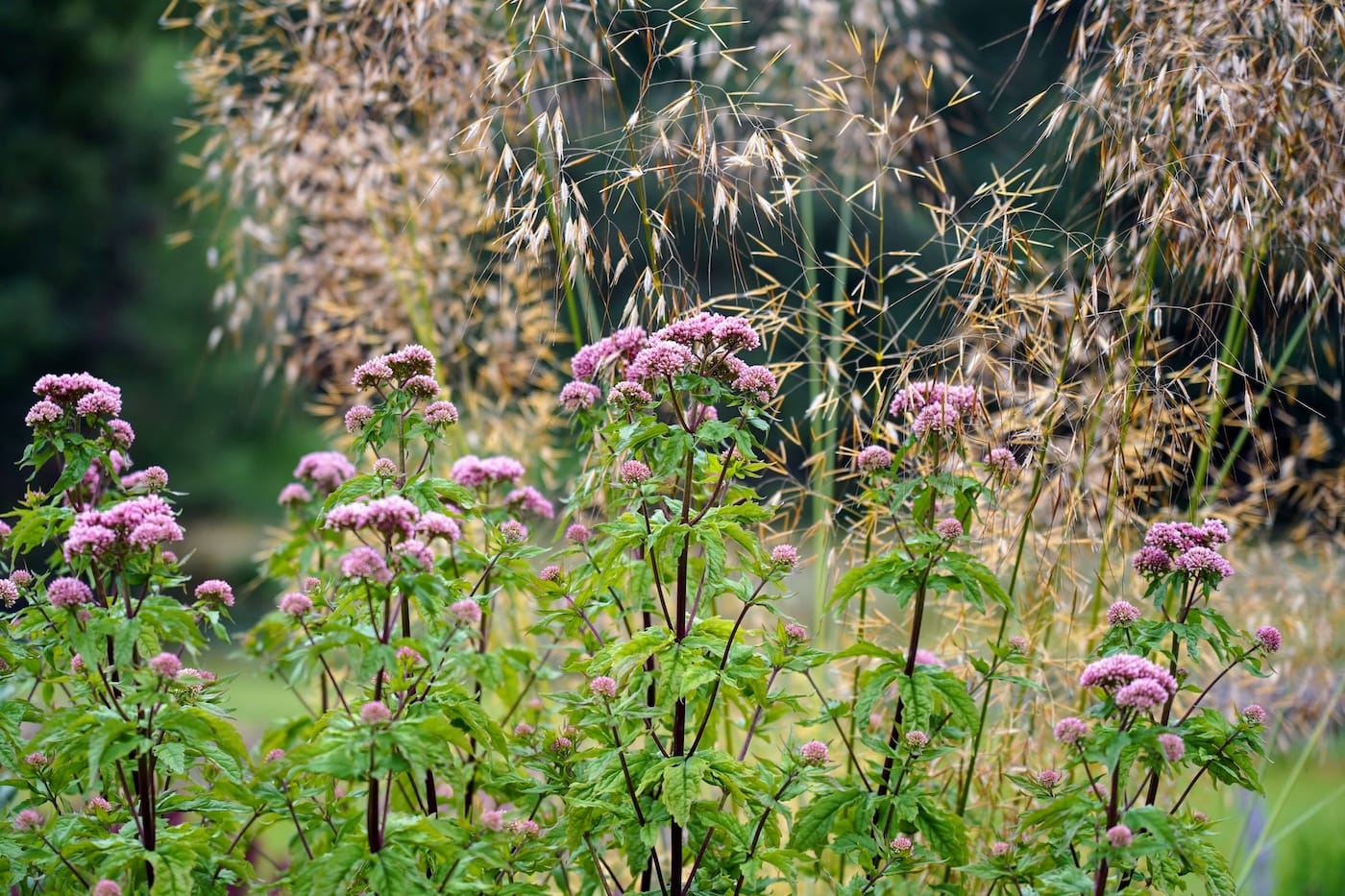 Eupatorium 'Flore Plena'