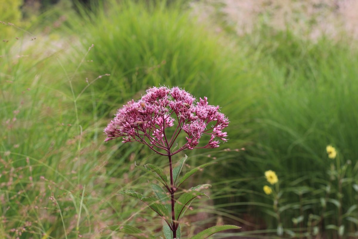Eutrochium maculatum 'Gateway' - Joe Pye Weed