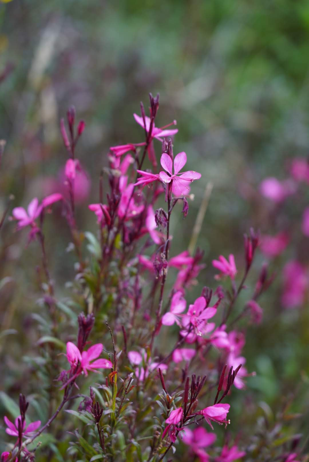 Gaura Belleza Dark Pink
