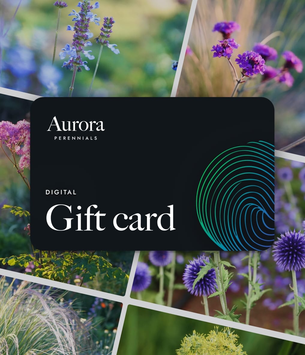 Aurora Perennials eGift Card