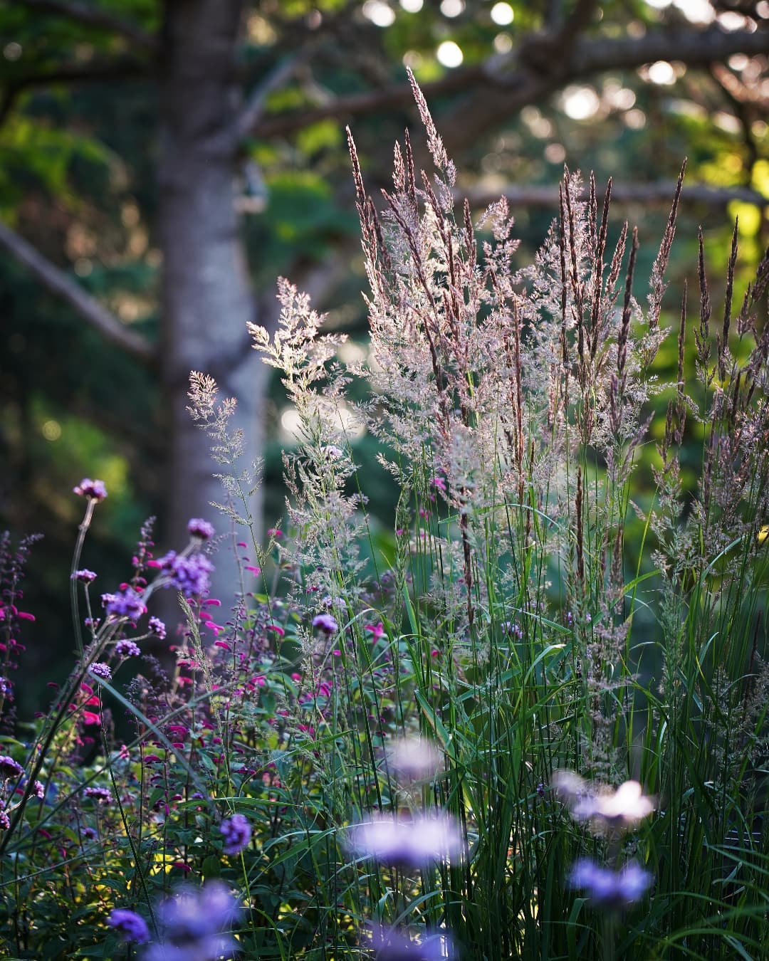 Calamagrostis 'Karl Foerster'