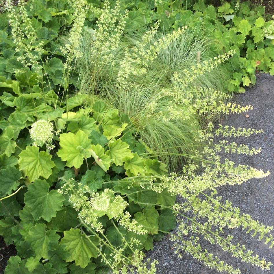 Heuchera villosa 'Autumn Bride'