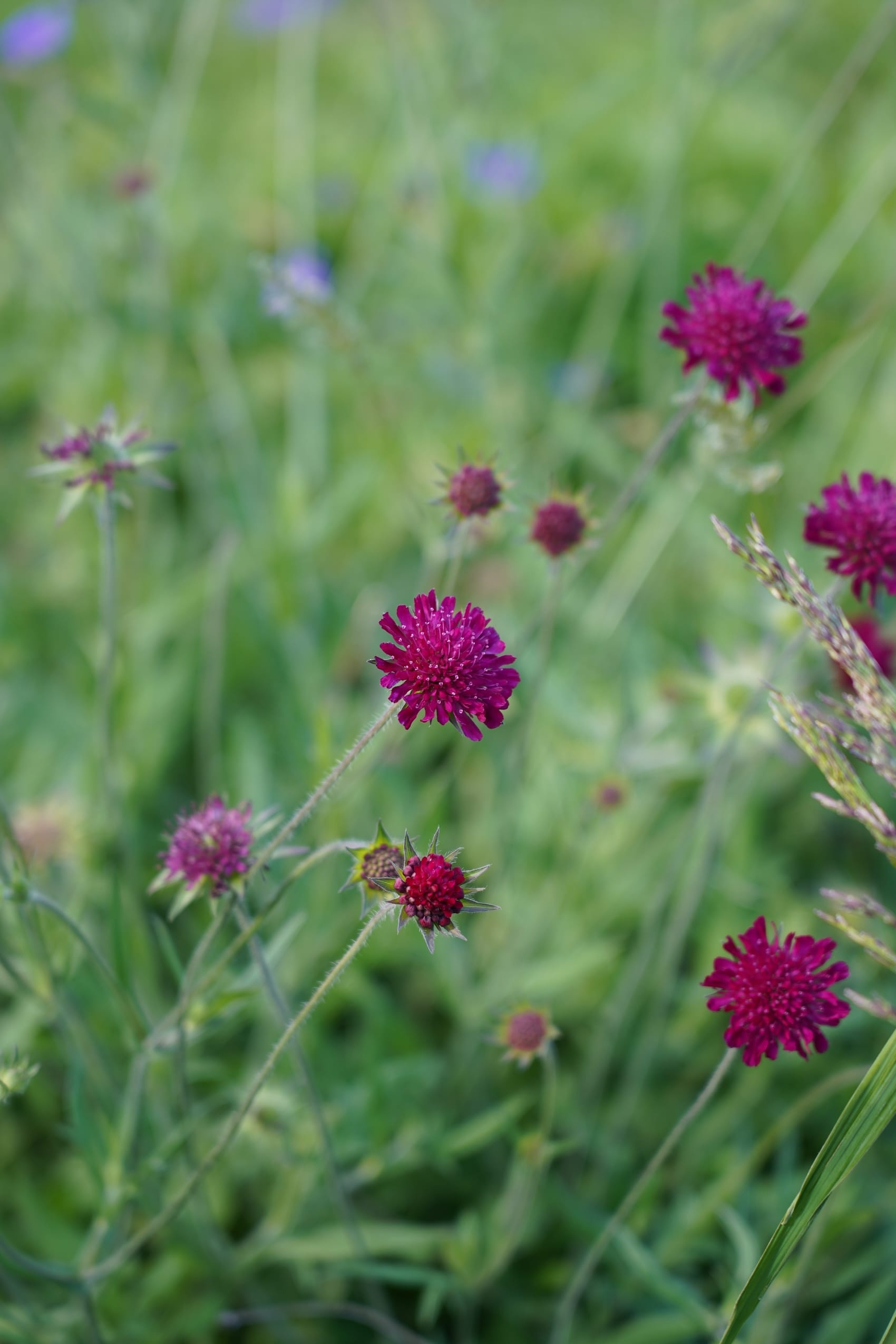 Knautia macedonica