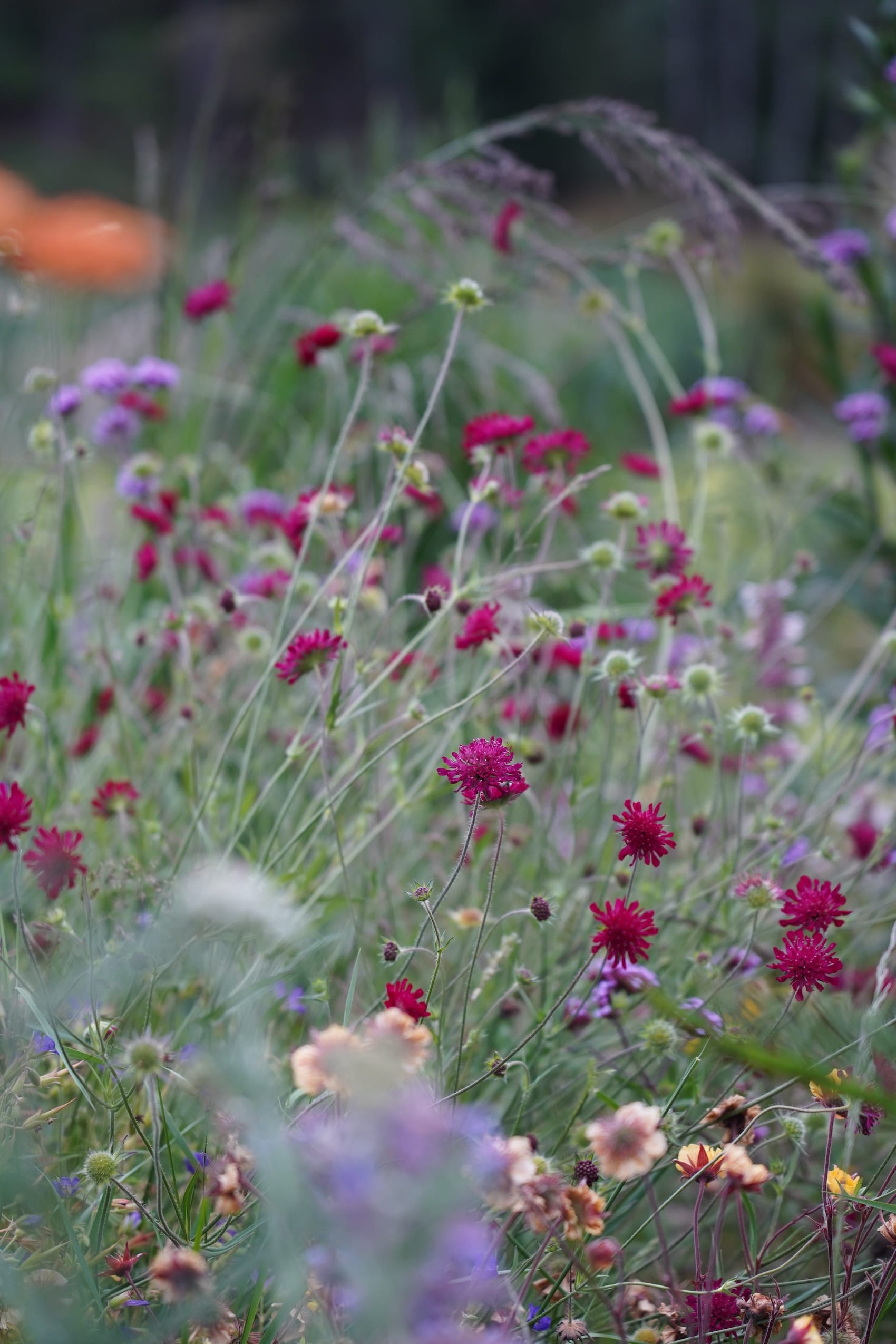 Knautia macedonica
