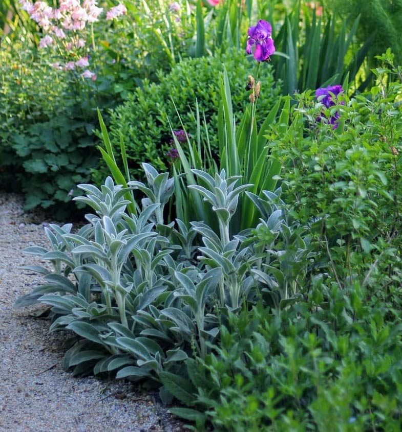 Stachys byzantina