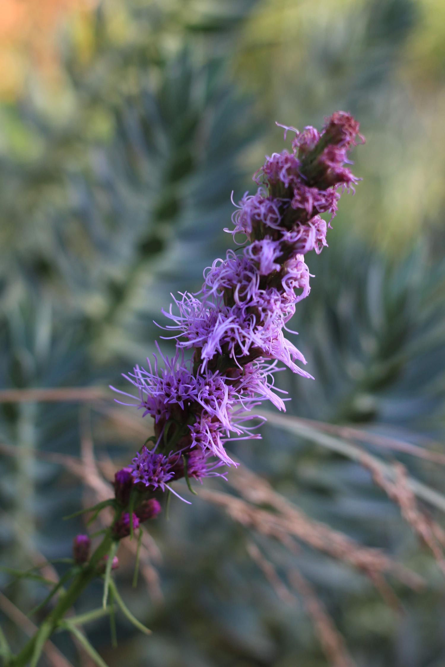 Liatris spicata