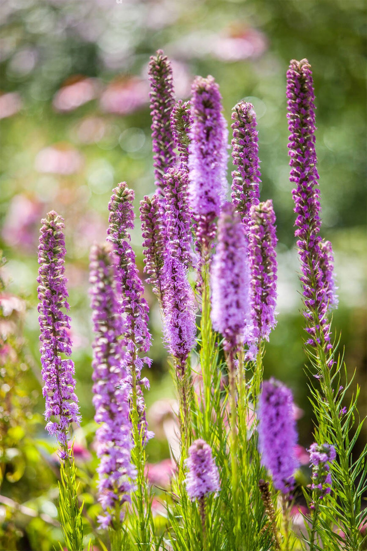 Liatris spicata