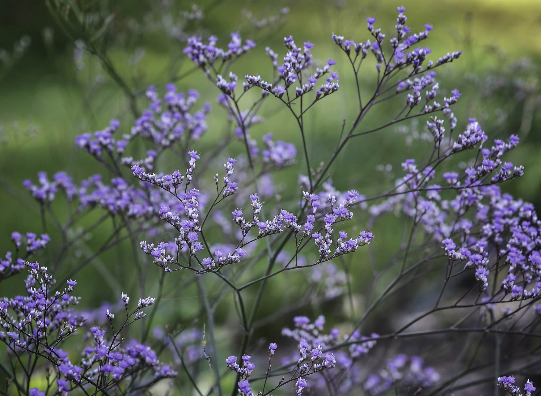 Limonium latifolium
