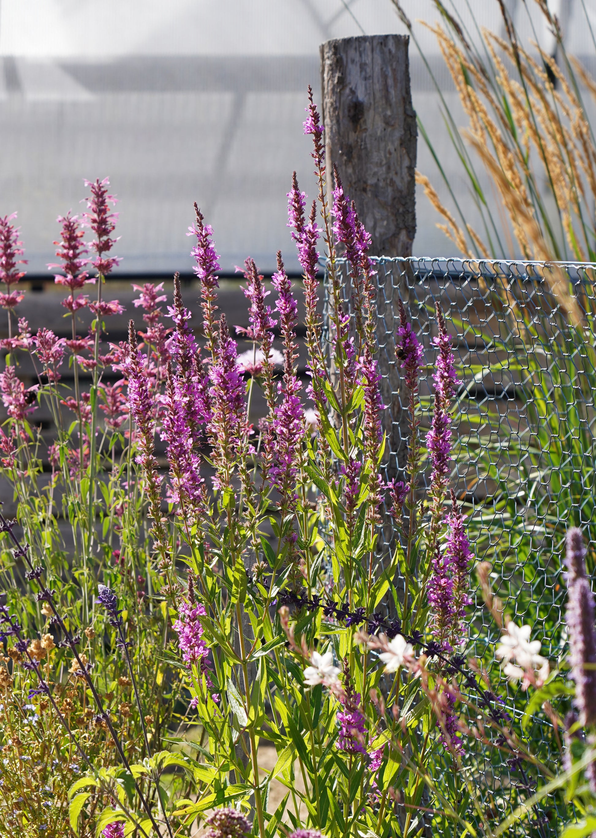 Lythrum salicaria - Purple Loosestrife