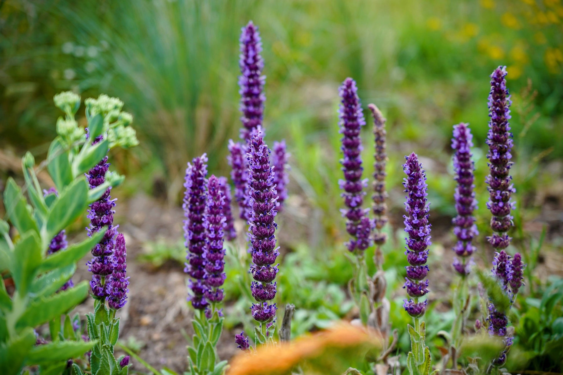 Nepeta tuberosa