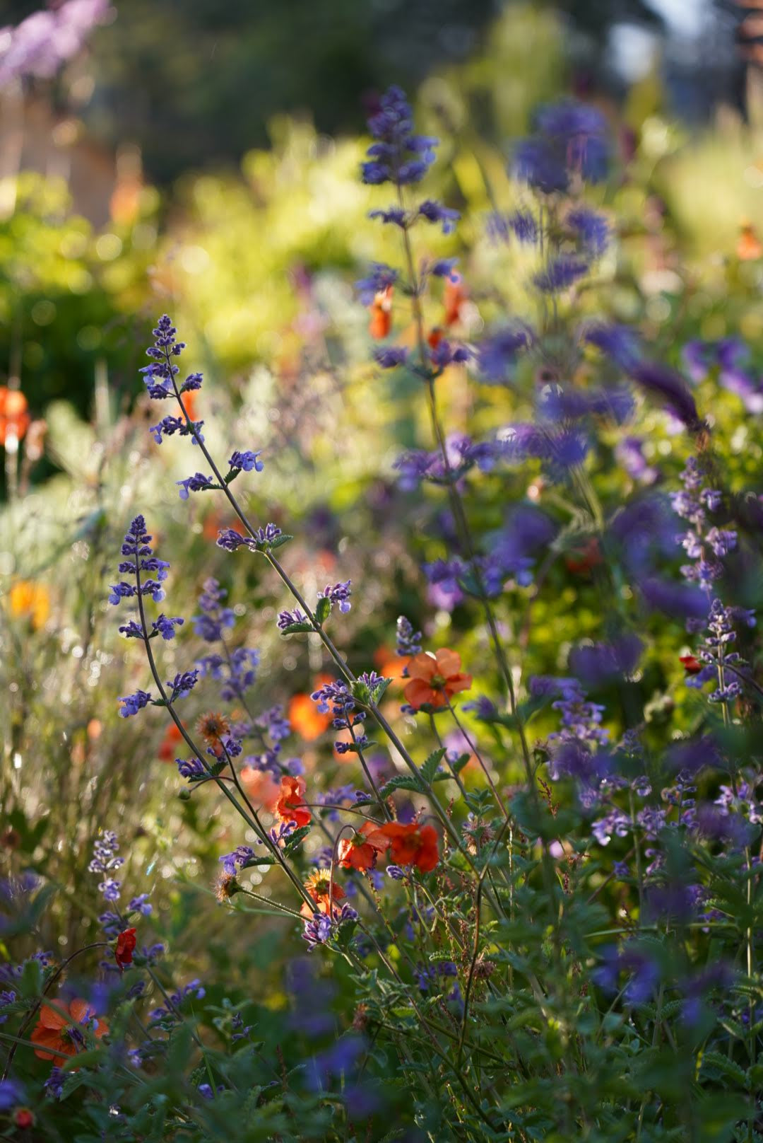 Nepeta 'Walkers Low'