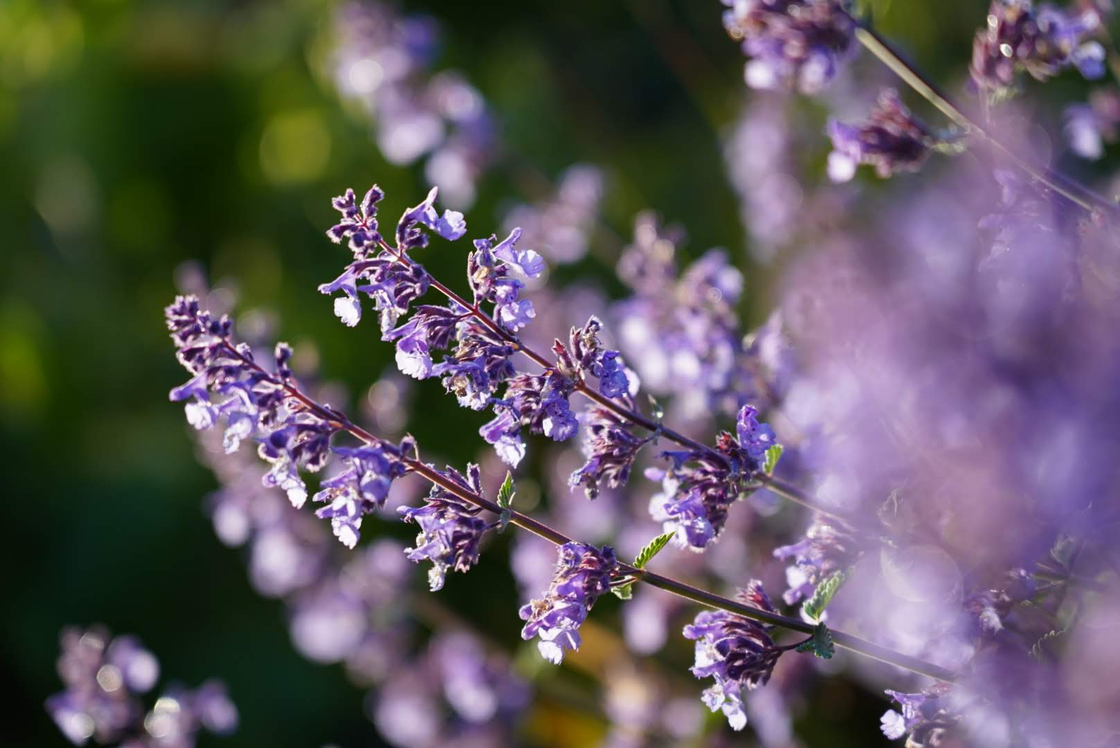 Nepeta 'Walkers Low'
