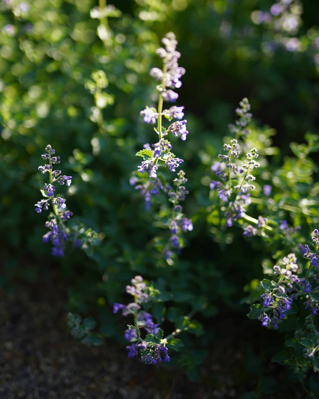 Nepeta 'Walkers Low'