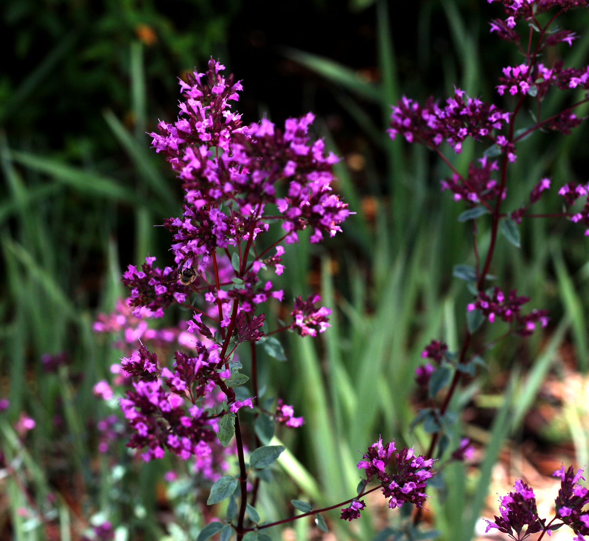 Oregano 'Rosenkuppel'