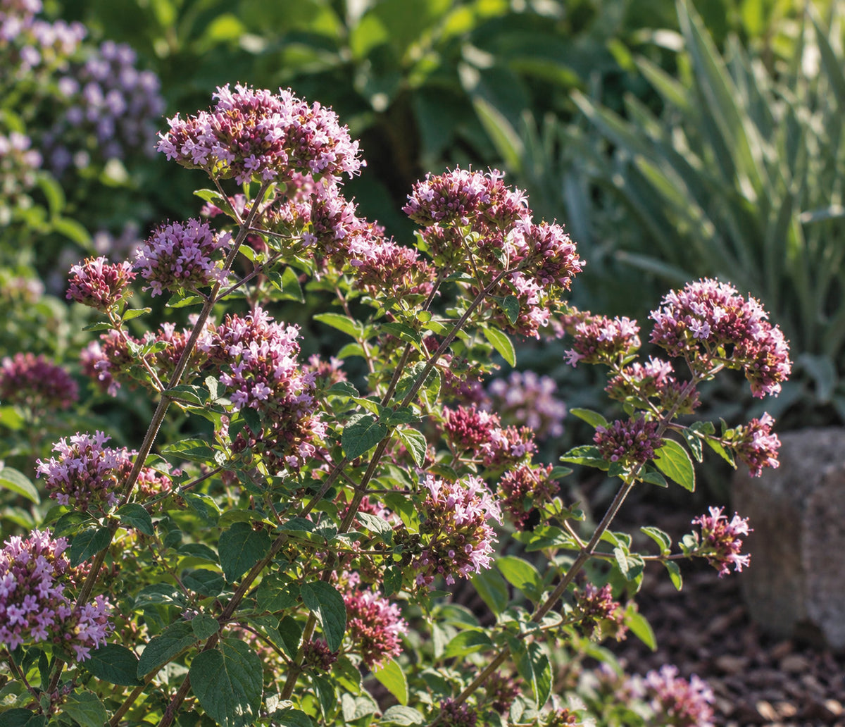Oregano 'Rosenkuppel'