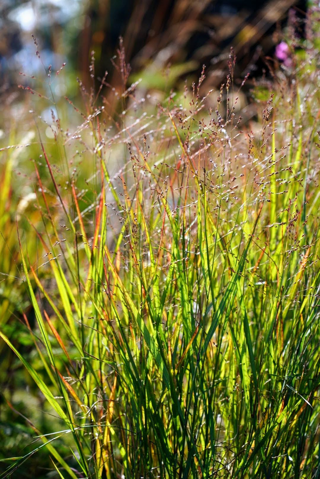 Panicum virgatum 'Autumn Glory'