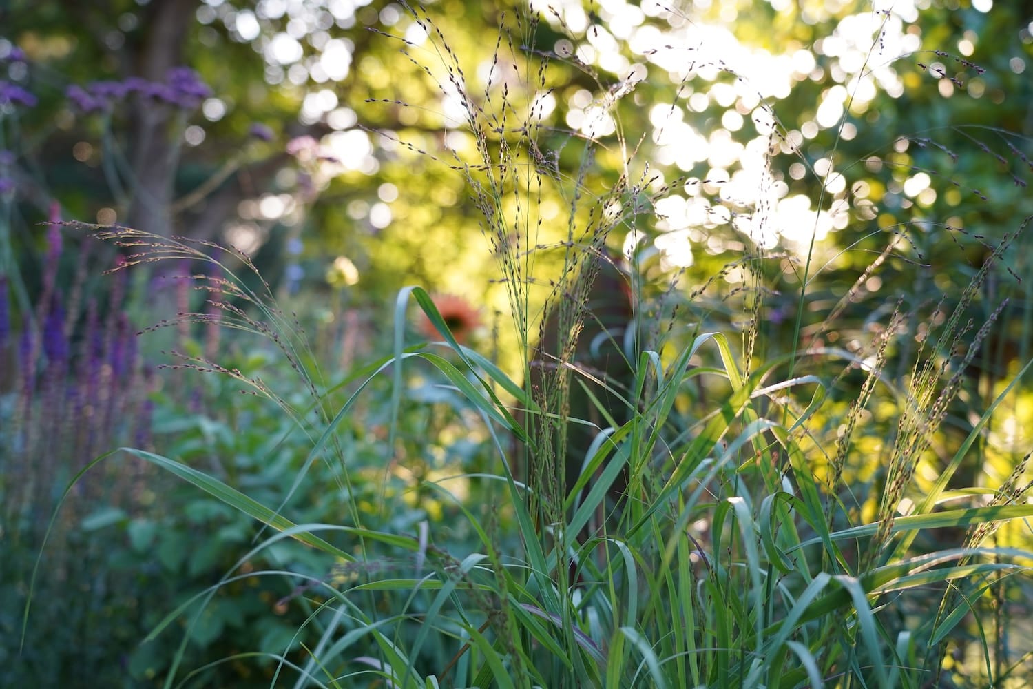 Panicum virgatum 'Autumn Glory'
