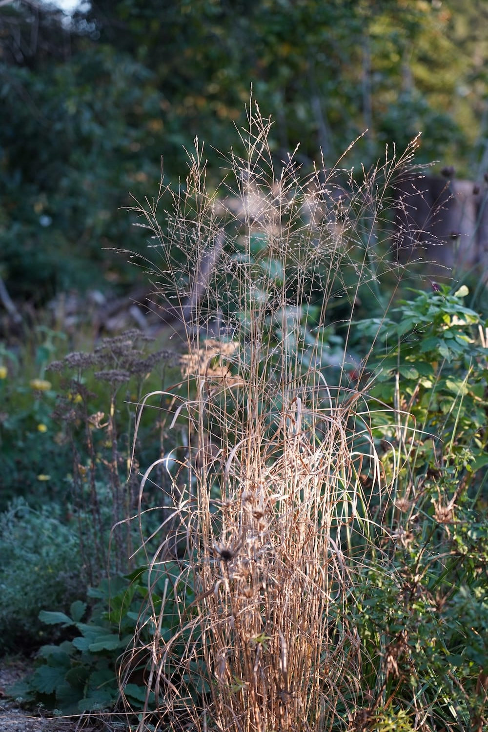 Panicum virgatum 'Autumn Glory'