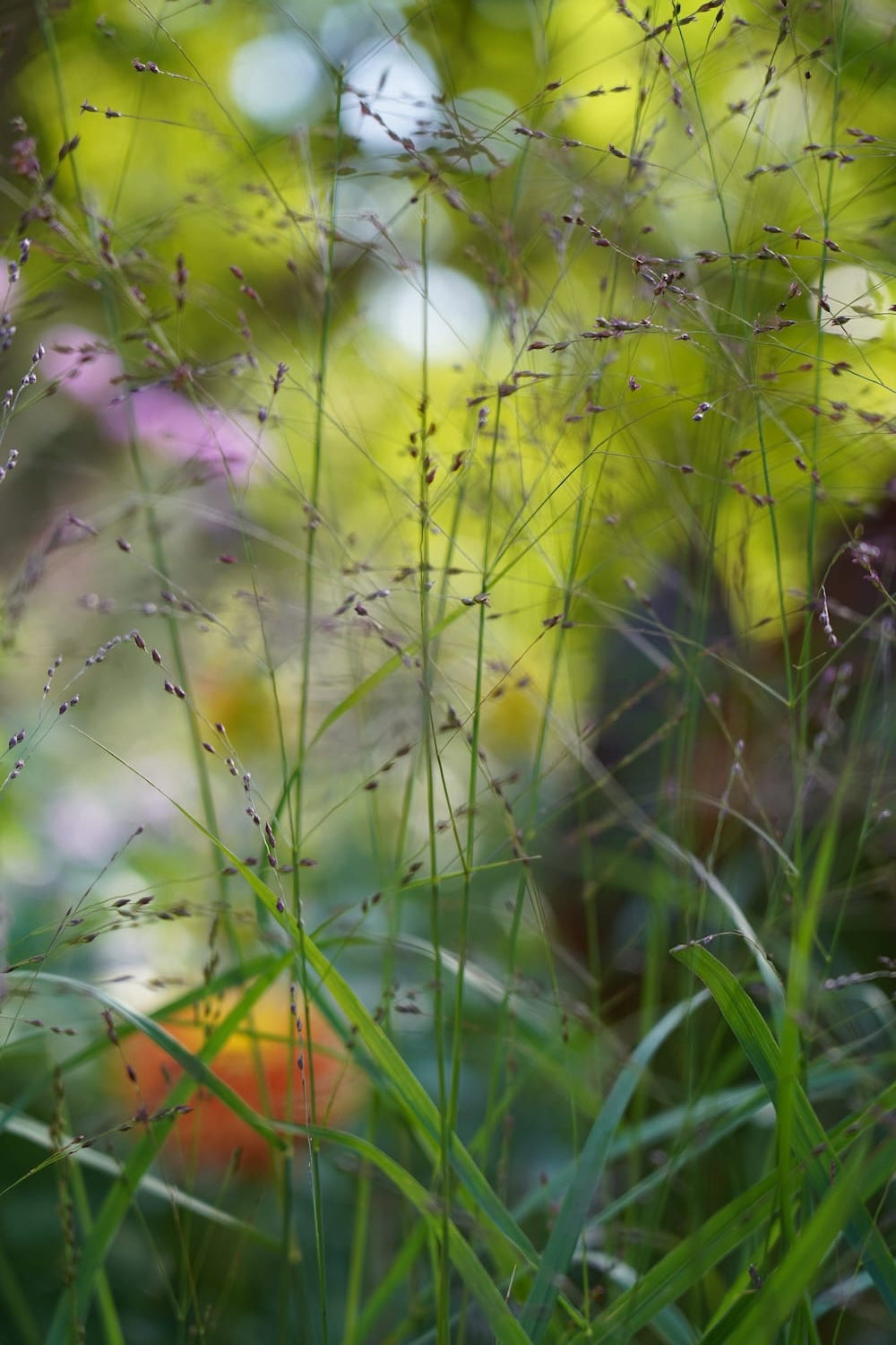 Panicum virgatum 'Autumn Glory'