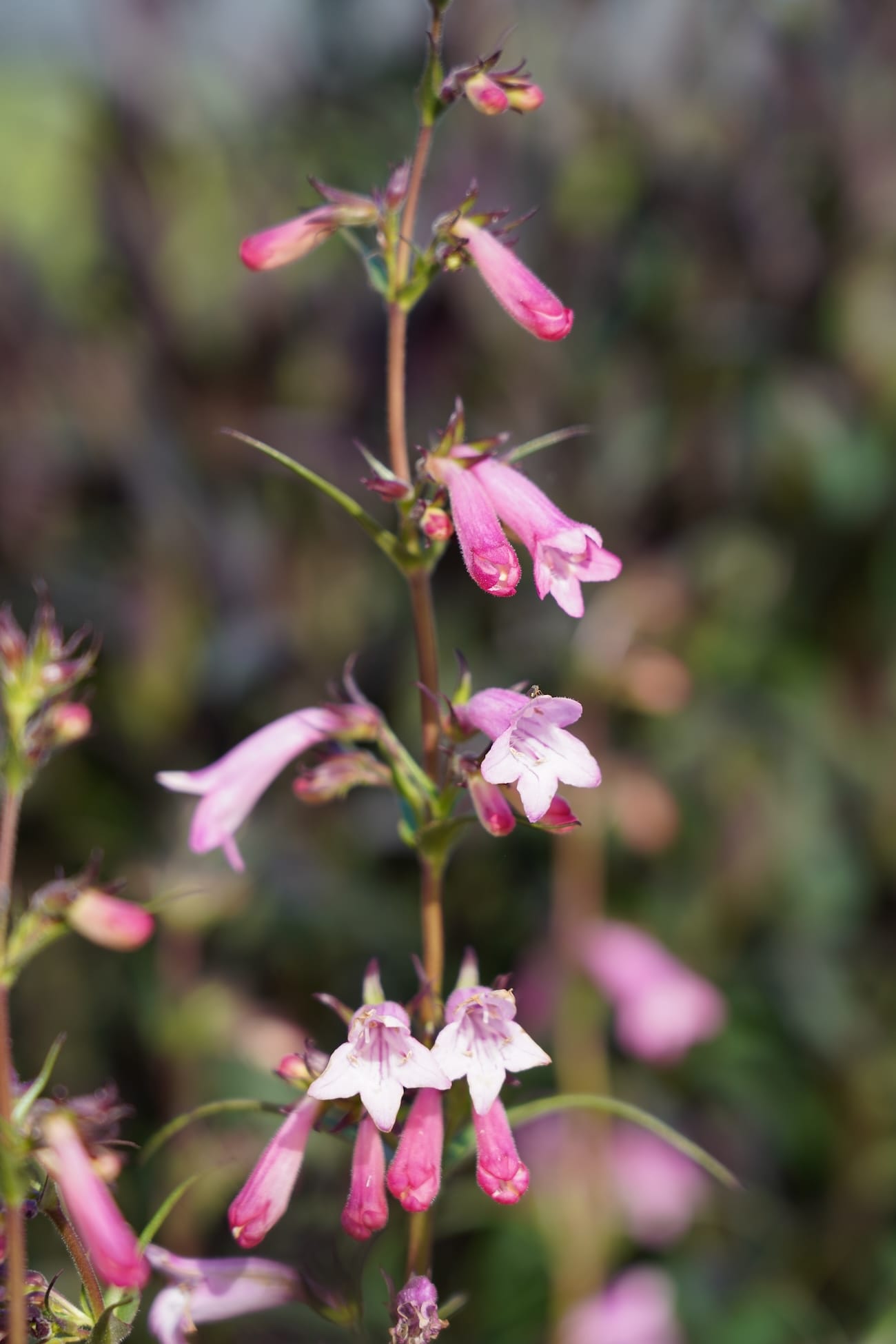 Penstemon 'Evelyn'