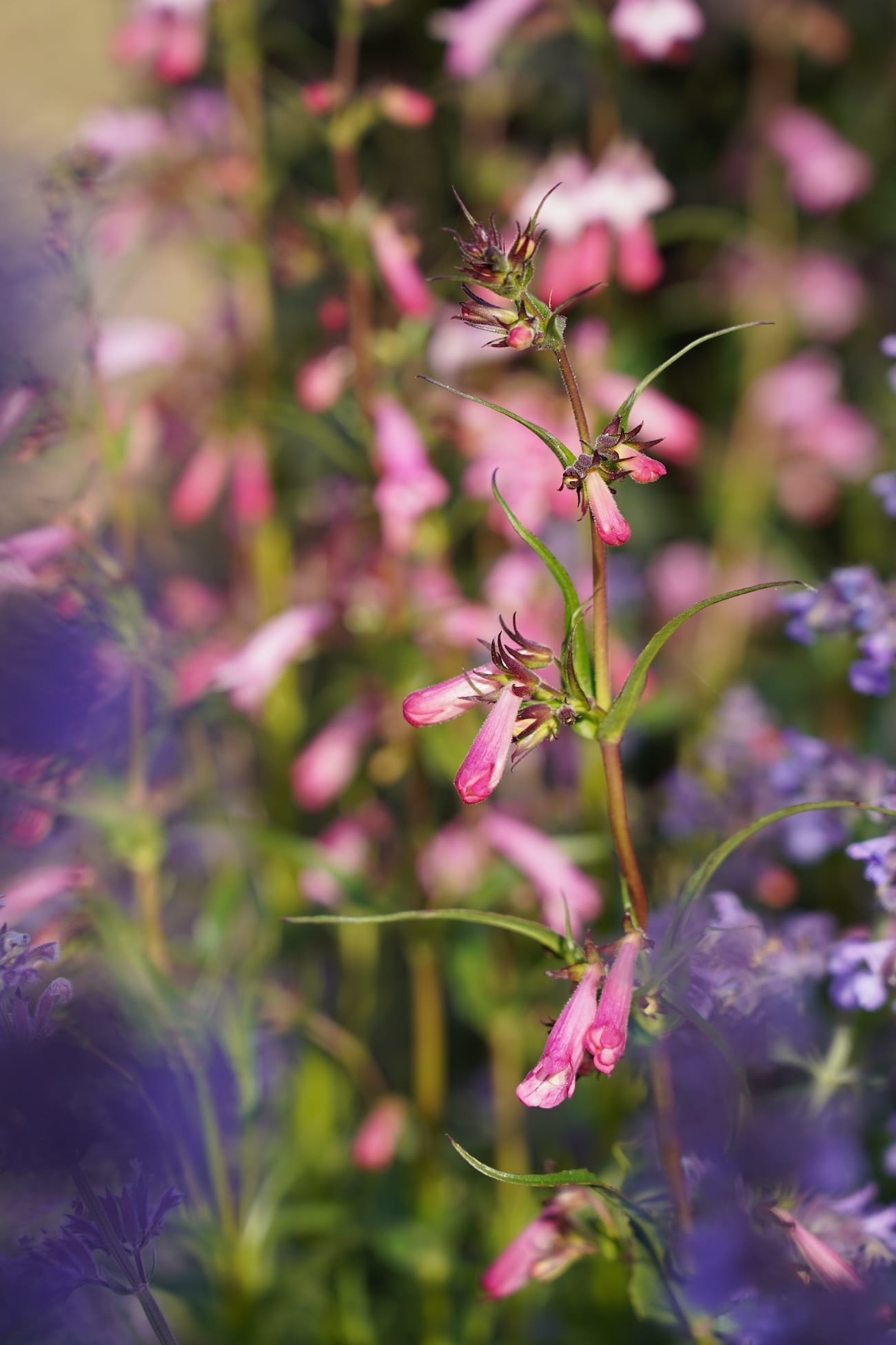 Penstemon 'Evelyn'