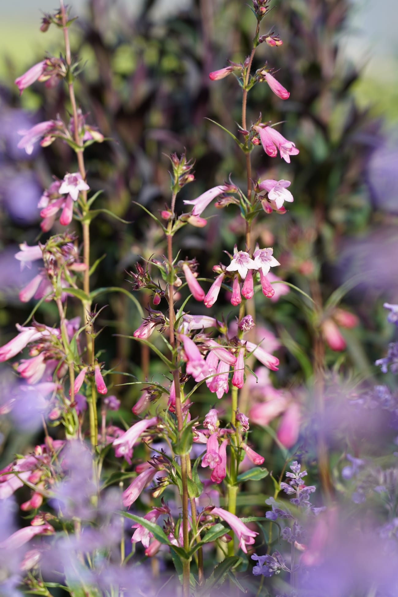 Penstemon 'Evelyn'