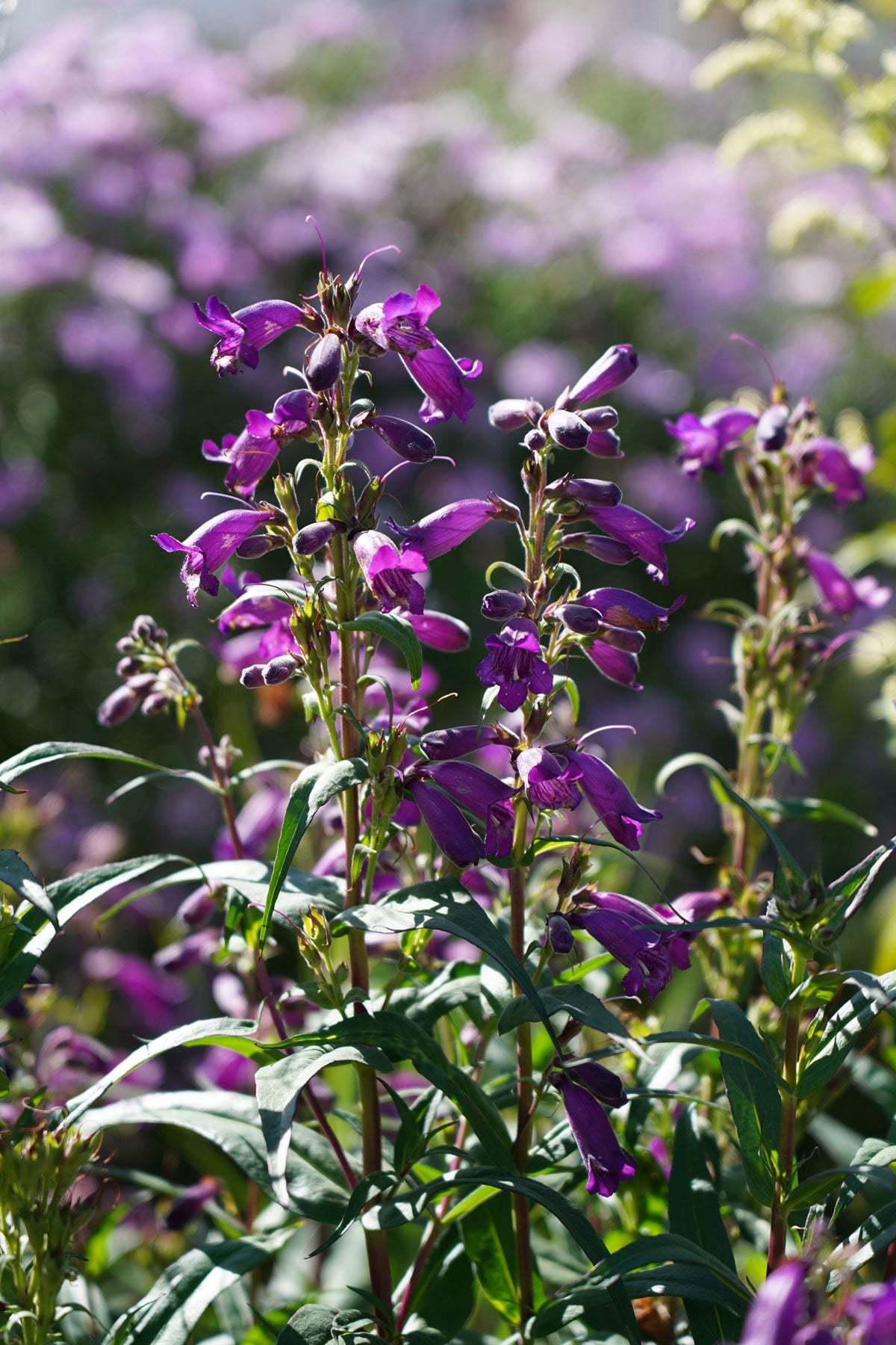 Penstemon 'Midnight'