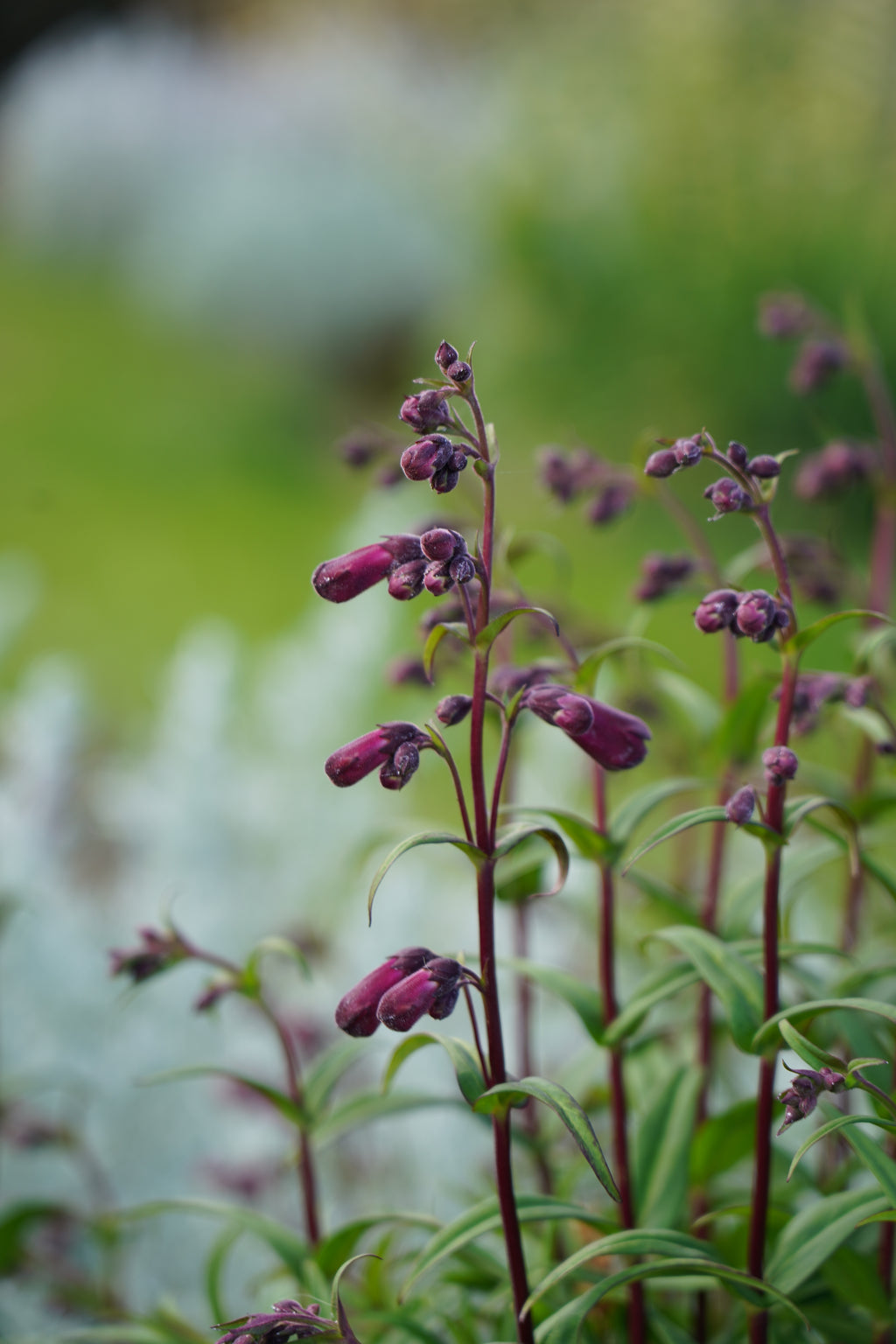 Penstemon 'Port Wine'