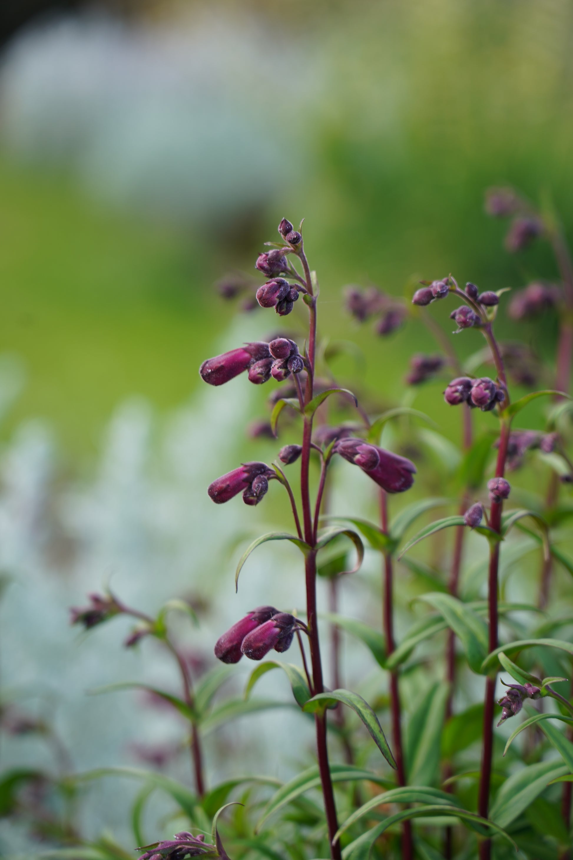 Penstemon 'Port Wine'