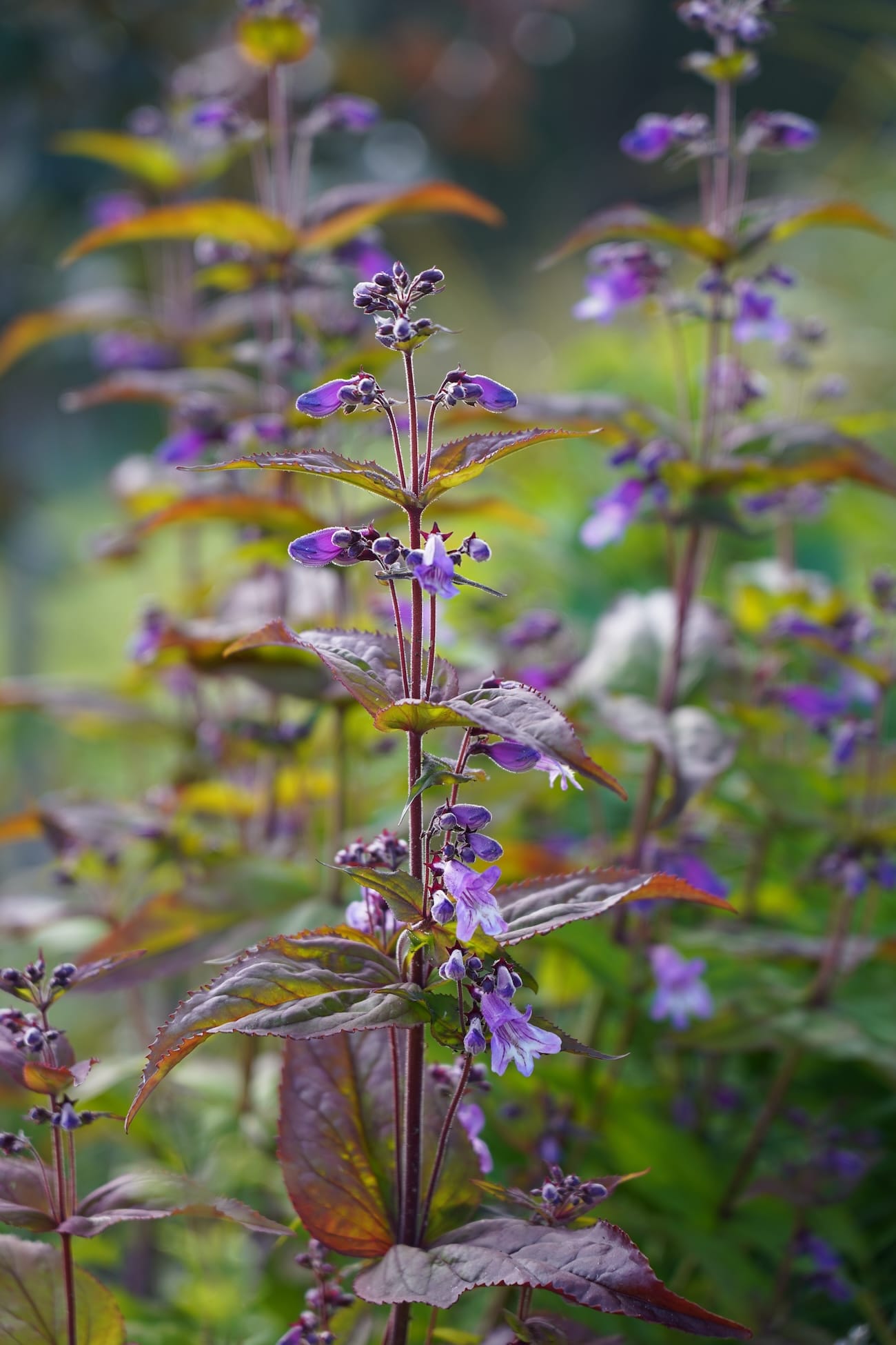 Penstemon smallii