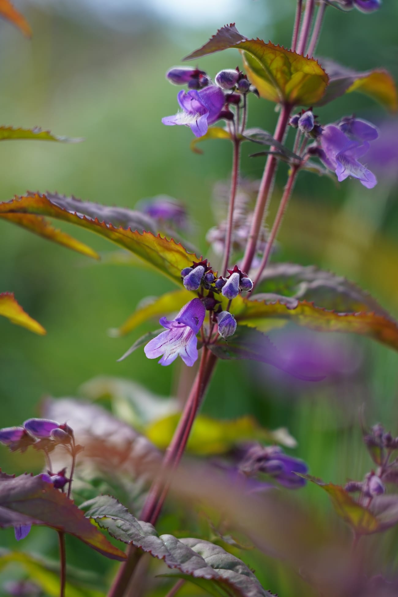 Penstemon smallii