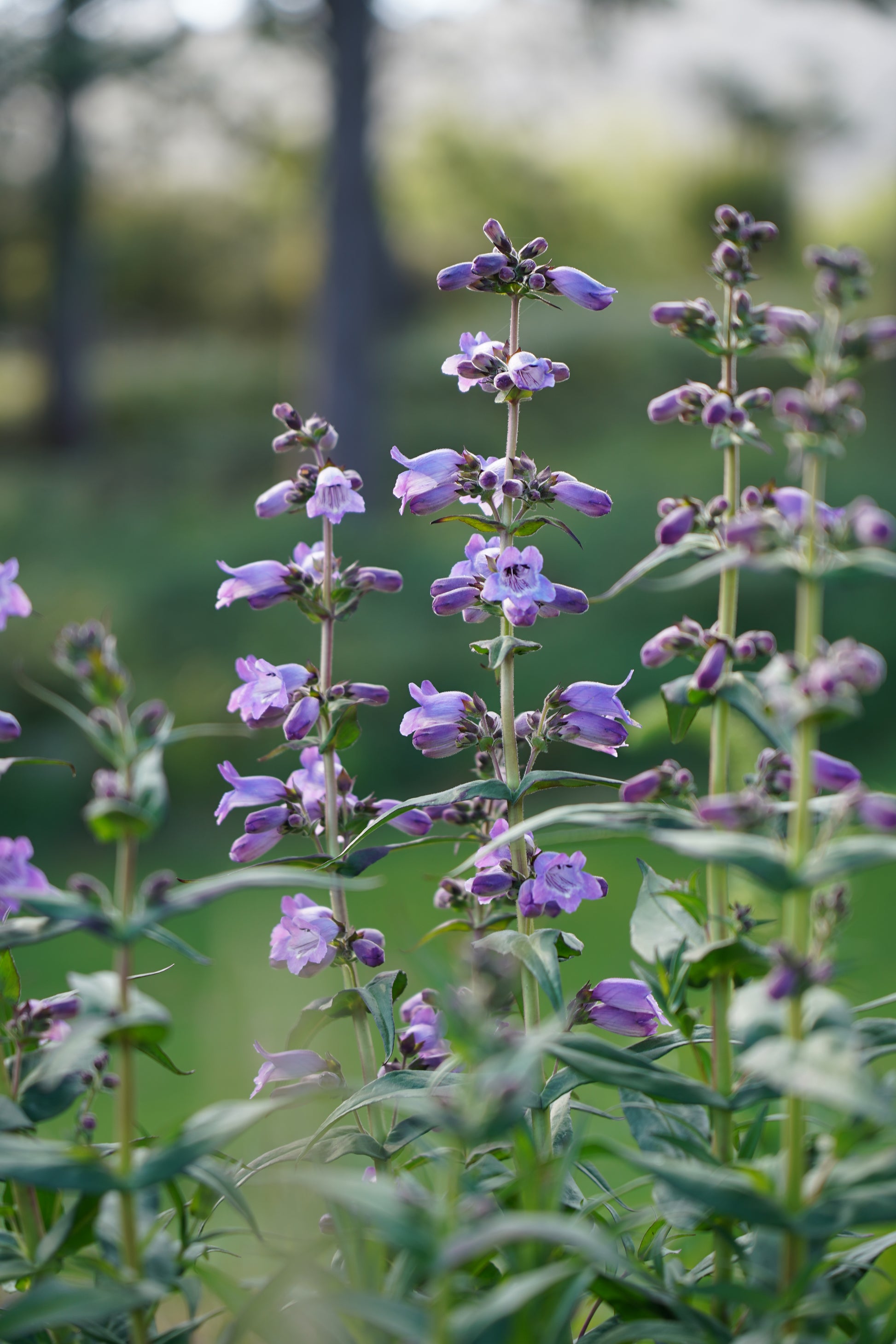 Penstemon 'Sour Grapes'
